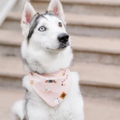 Dog Bandana in Gilmore Girls