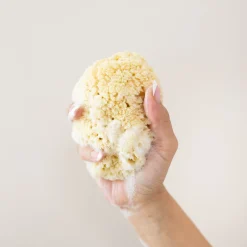 Sea Sponge